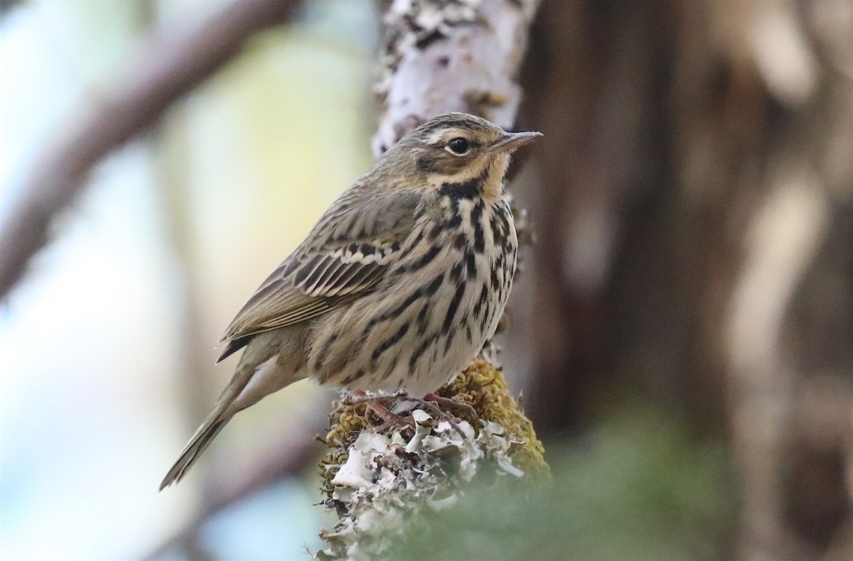 Olive-backed Pipit - ML229852951
