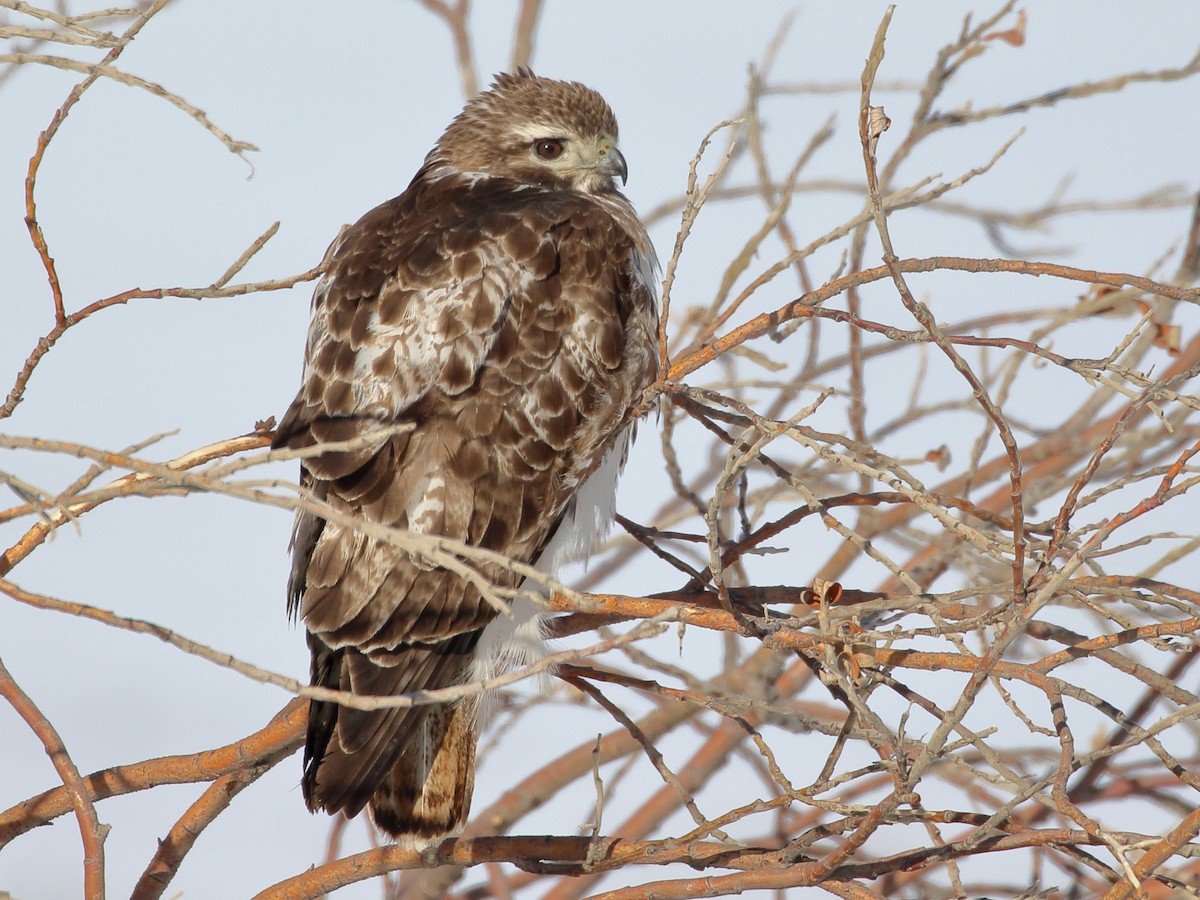 Red-tailed Hawk - ML229856531