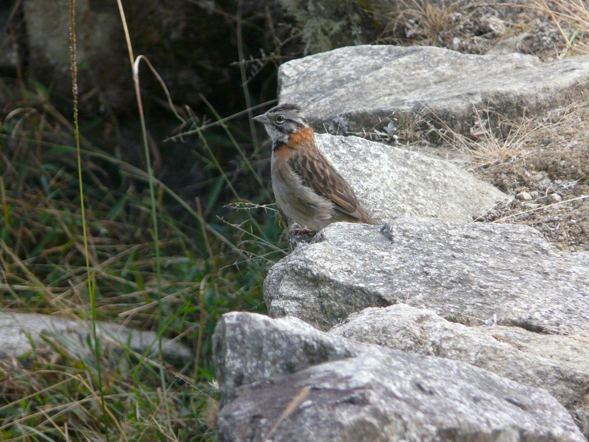 Rufous-collared Sparrow - ML229856641