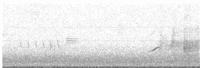 White-tailed Kite - ML229858181
