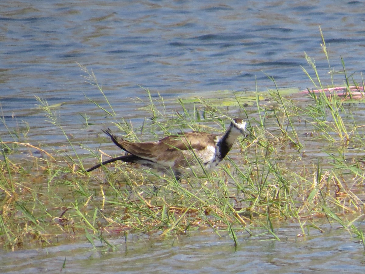 Pheasant-tailed Jacana - ML229865771