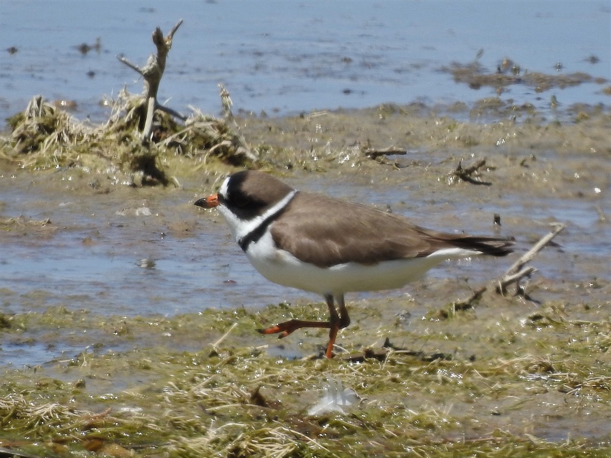 Semipalmated Plover - ML229868921