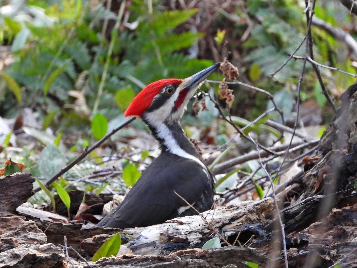 Pileated Woodpecker - Sylvain Proulx