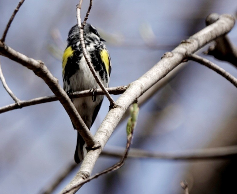 Yellow-rumped Warbler - kathryn clark
