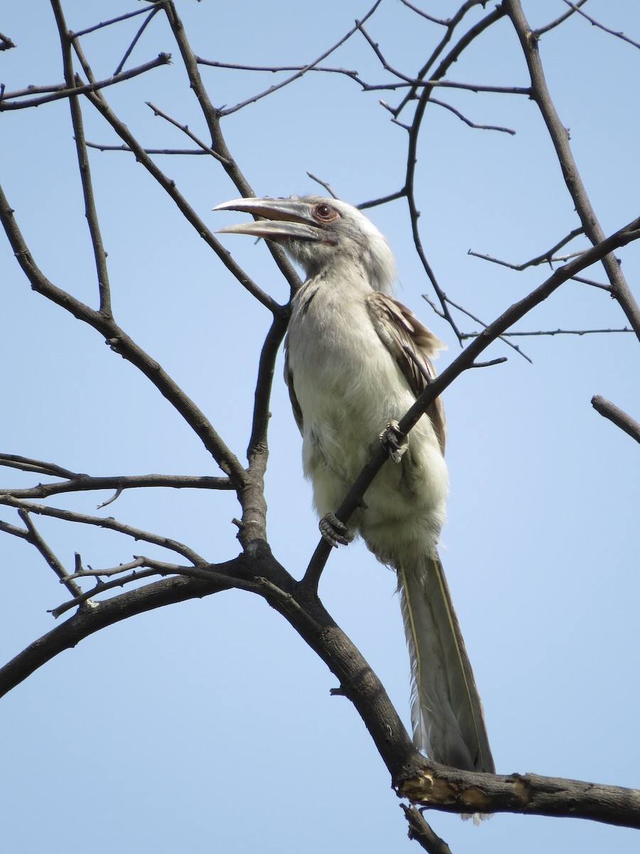 Indian Gray Hornbill - ML229885101