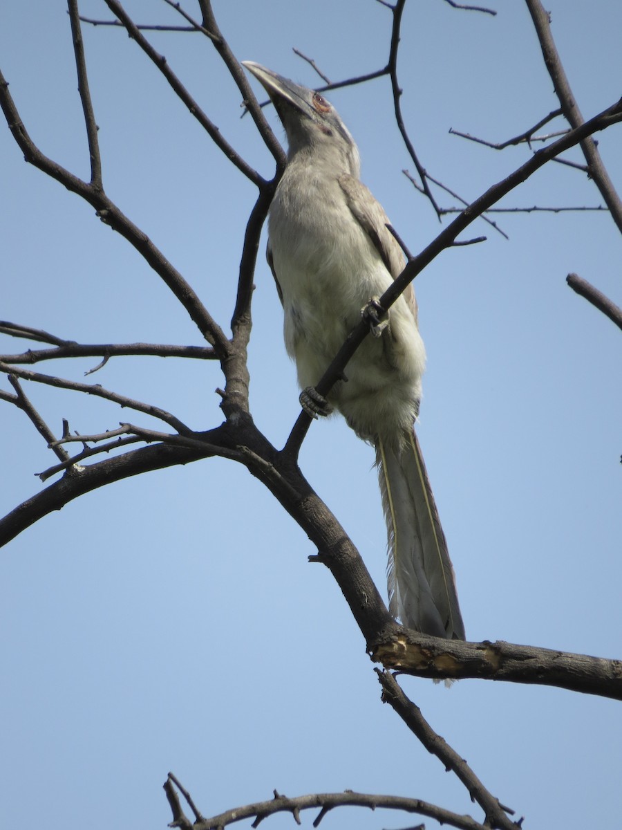 Indian Gray Hornbill - ML229885131