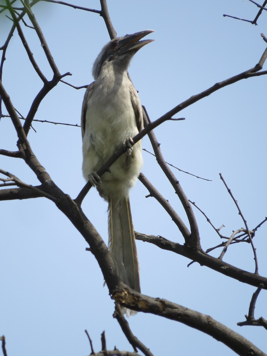 Indian Gray Hornbill - ML229885151