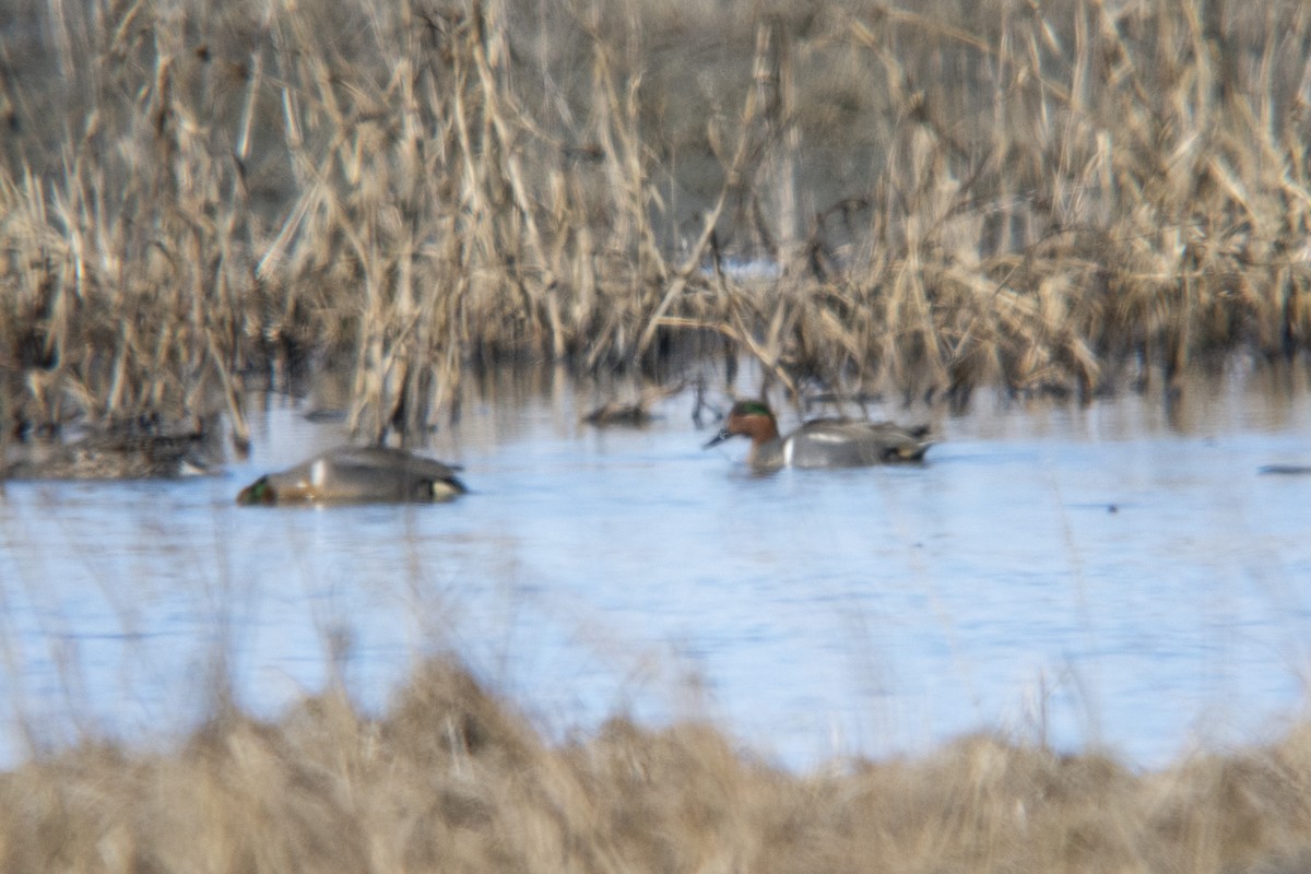 eBird Checklist 2 May 2020 Anchorage Coastal WRClitheroe flats