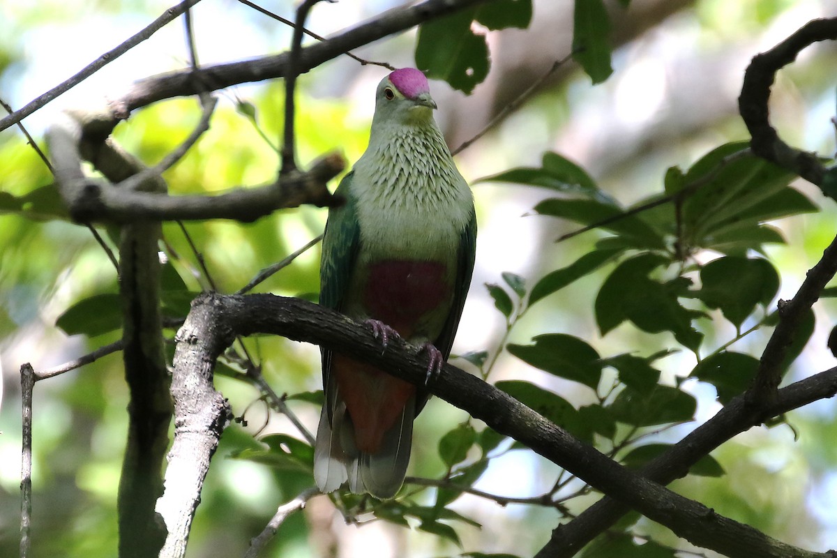 Red-bellied Fruit-Dove - ML229894691