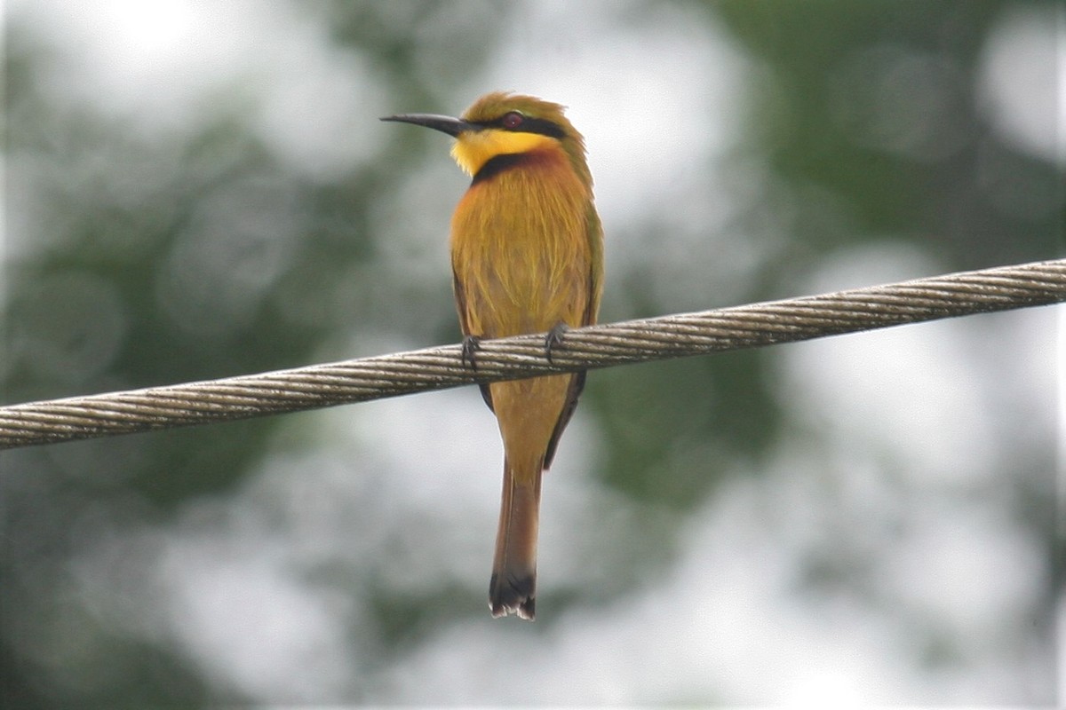 Little Bee-eater - ML229899251