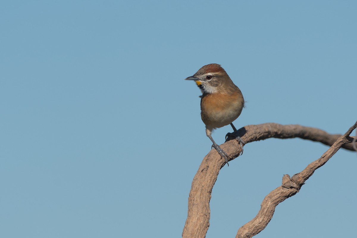 Chotoy Spinetail - ML229903751