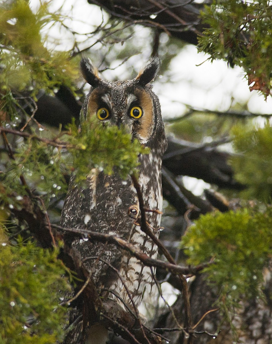 Long-eared Owl - Joshua Vandermeulen