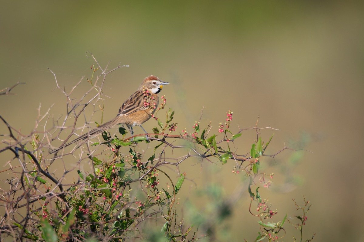 Chotoy Spinetail - ML229903851
