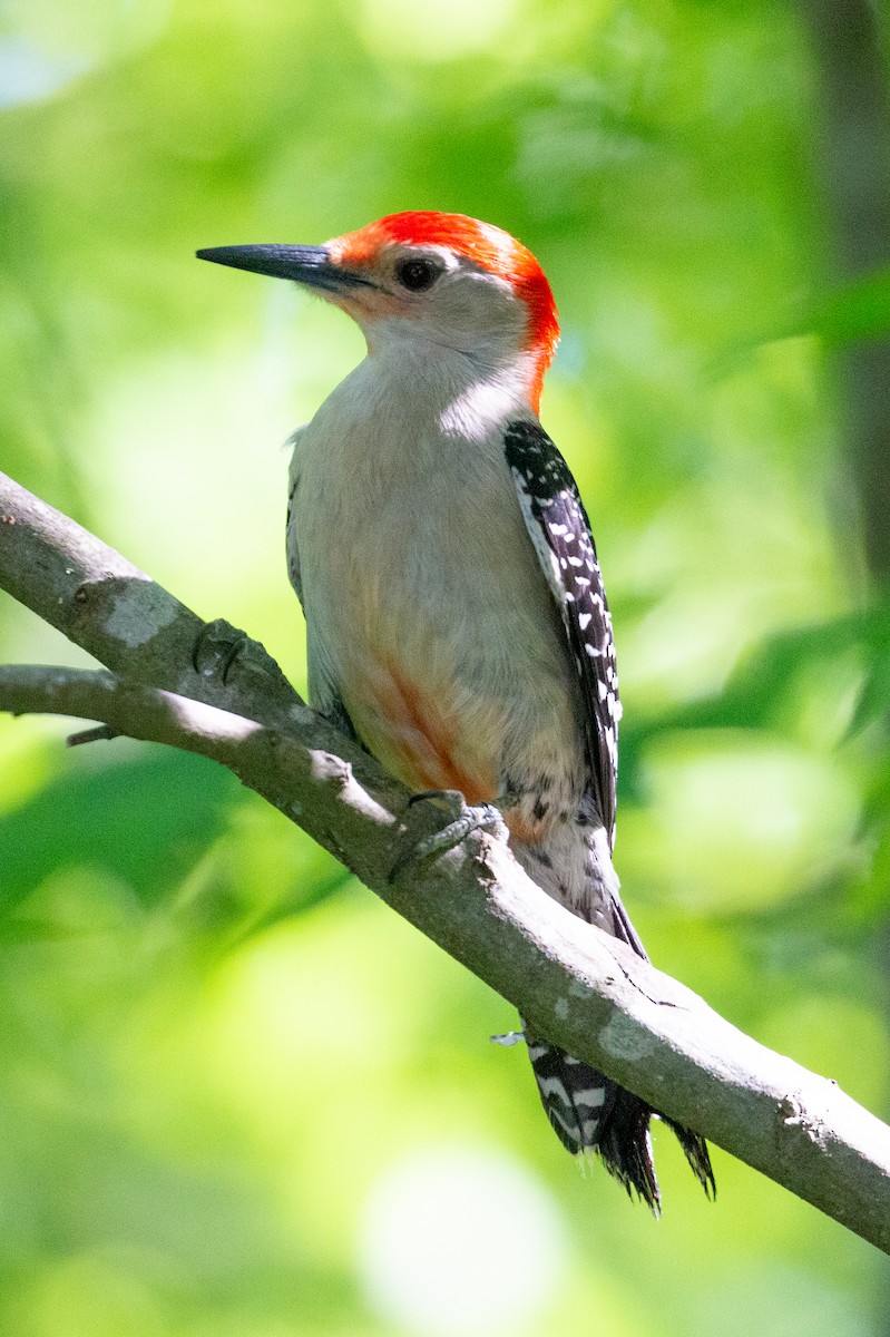 Red-bellied Woodpecker - ML229906911