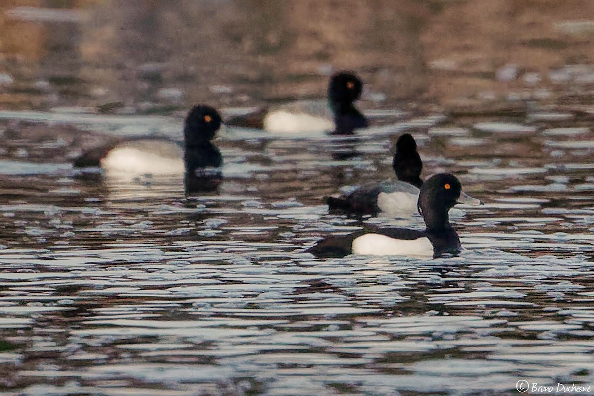 Tufted Duck - ML229909661