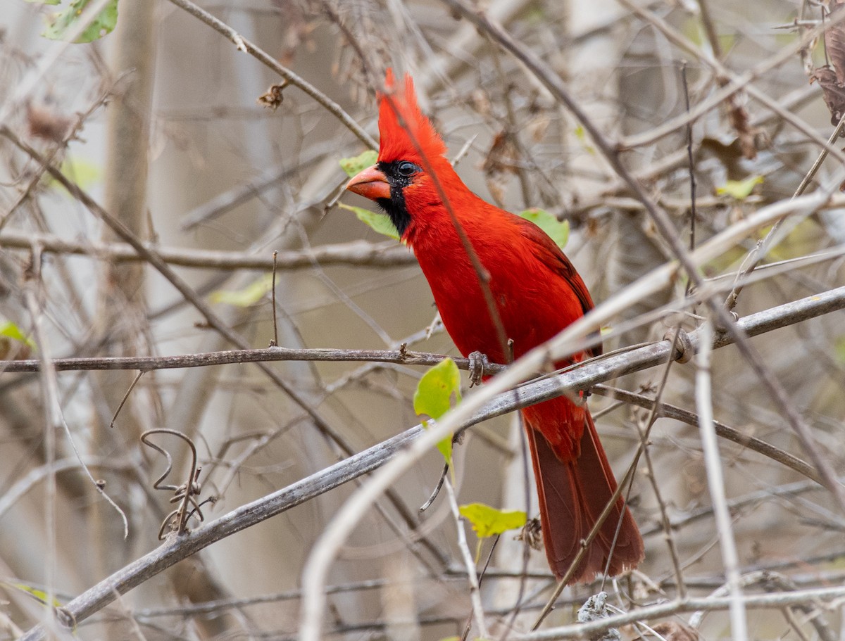 Northern Cardinal (Long-crested) - Alex Luna