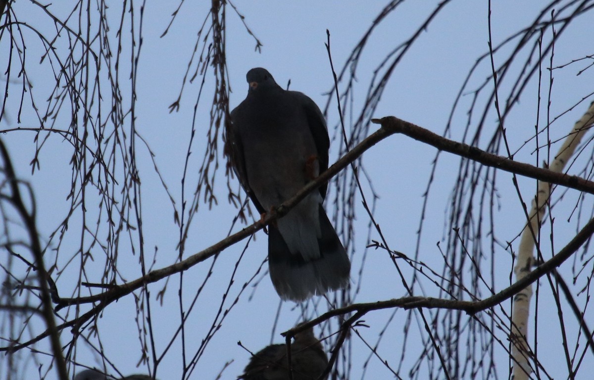 Band-tailed Pigeon - ML22991281