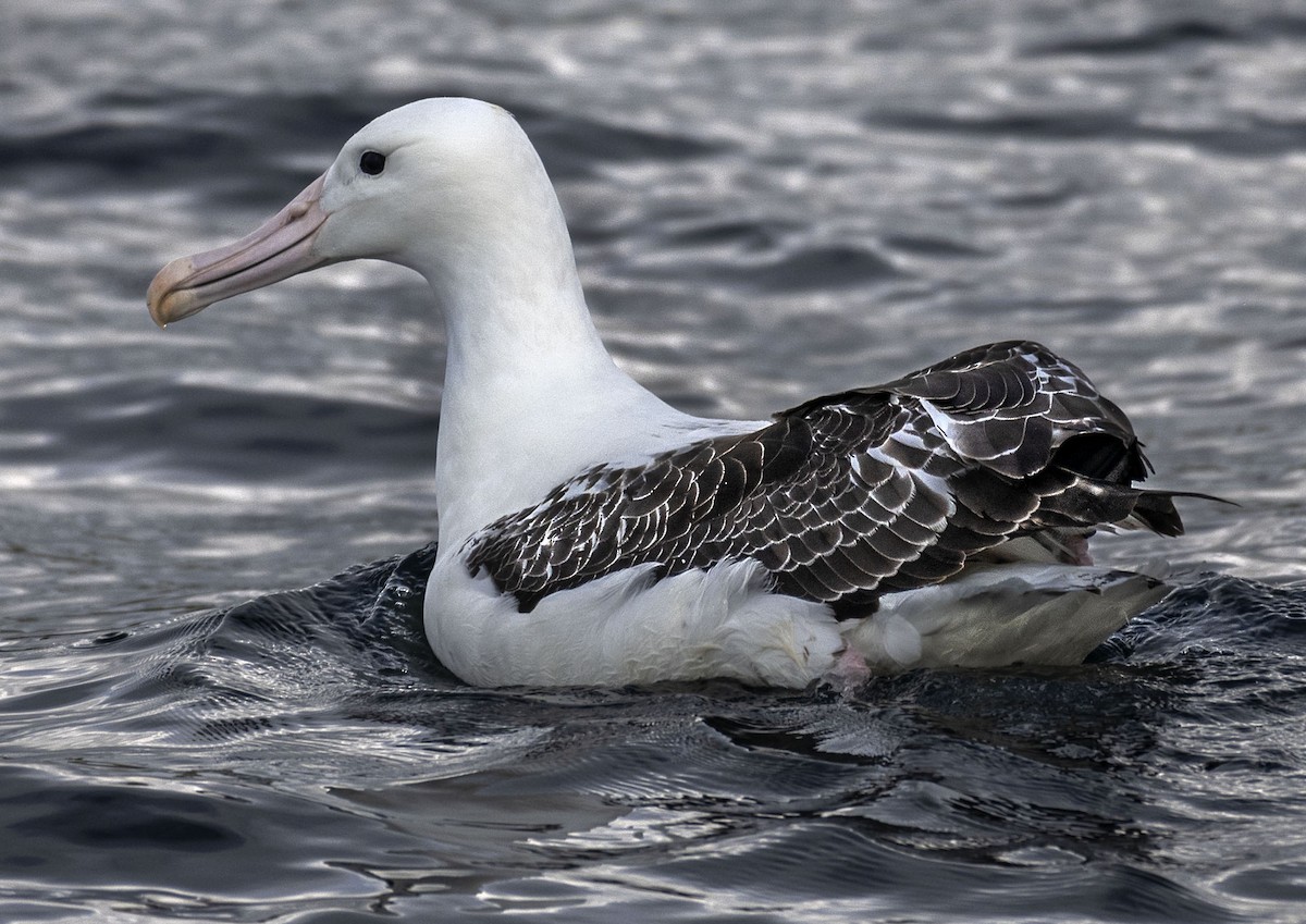 Northern/Southern Royal Albatross - Antonio Larrea