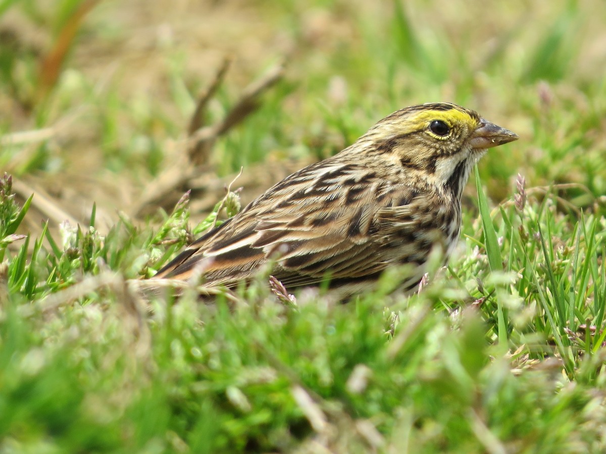 Savannah Sparrow - ML229915901