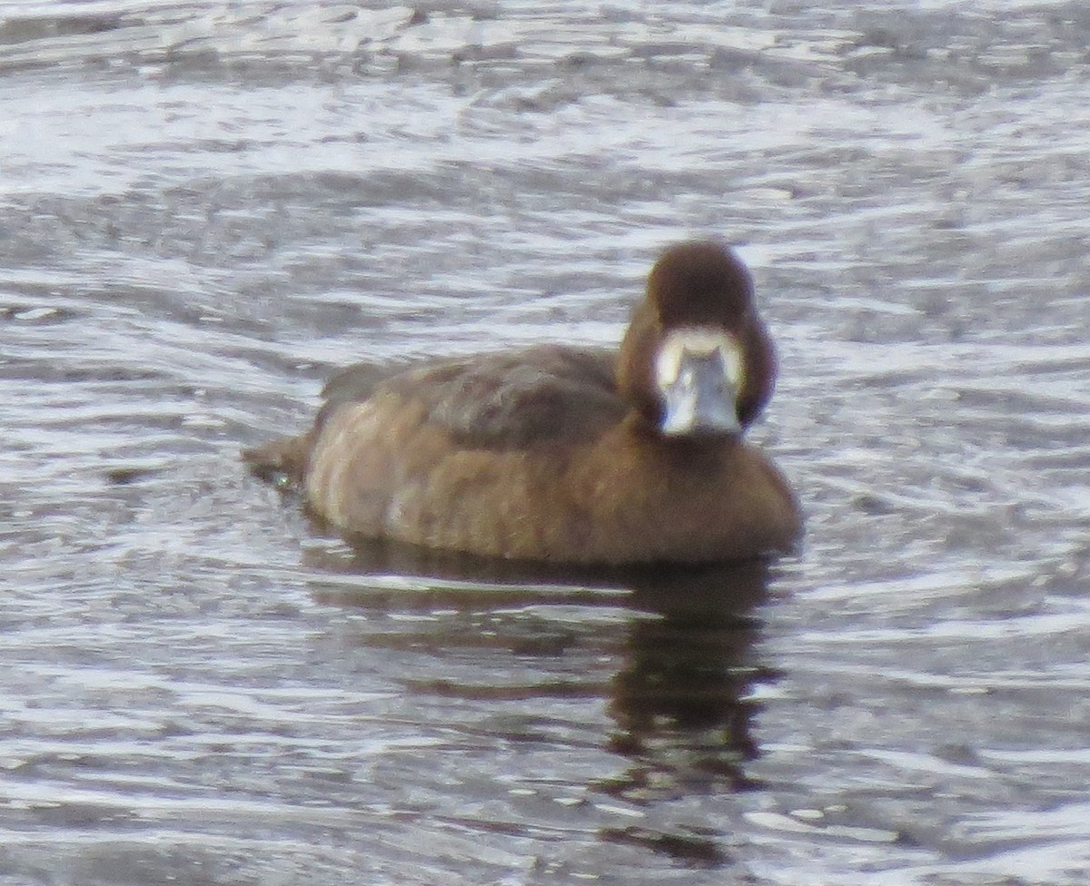 Greater Scaup - ML22992361