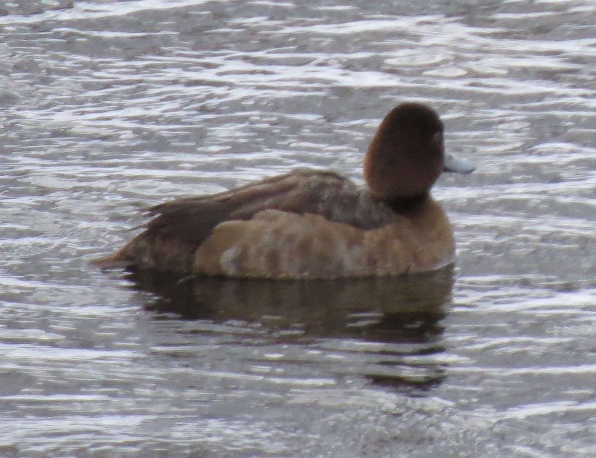 Greater Scaup - ML22992391