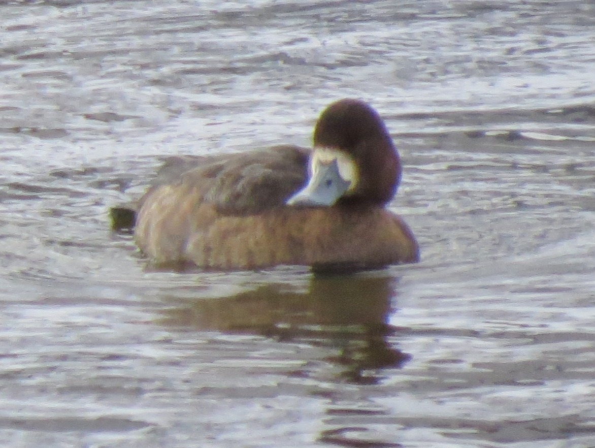 Greater Scaup - ML22992431