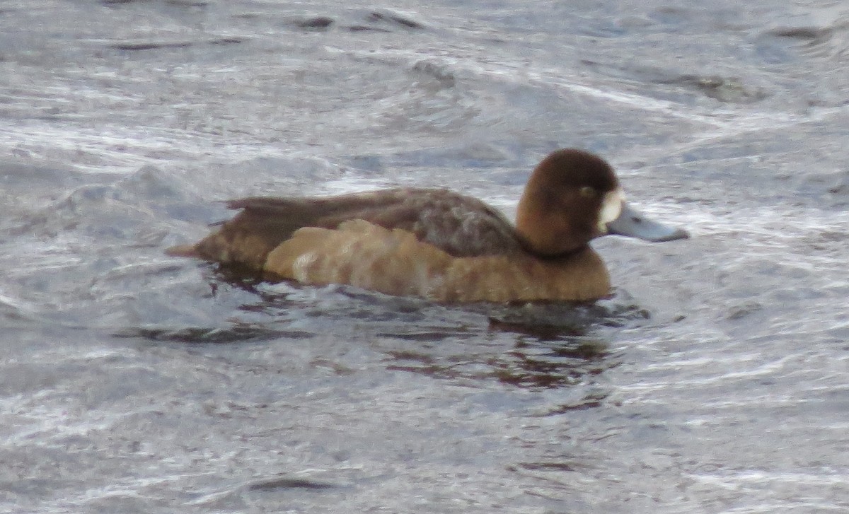 Greater Scaup - ML22992471