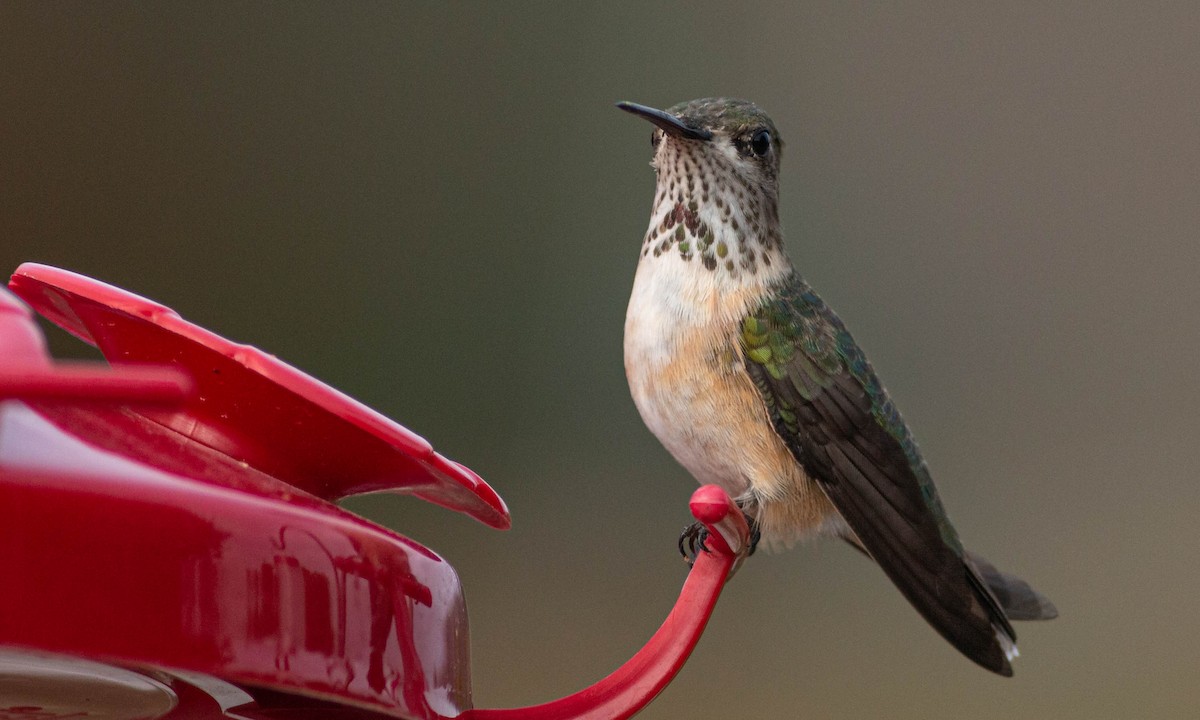 Calliope Hummingbird - ML229926331