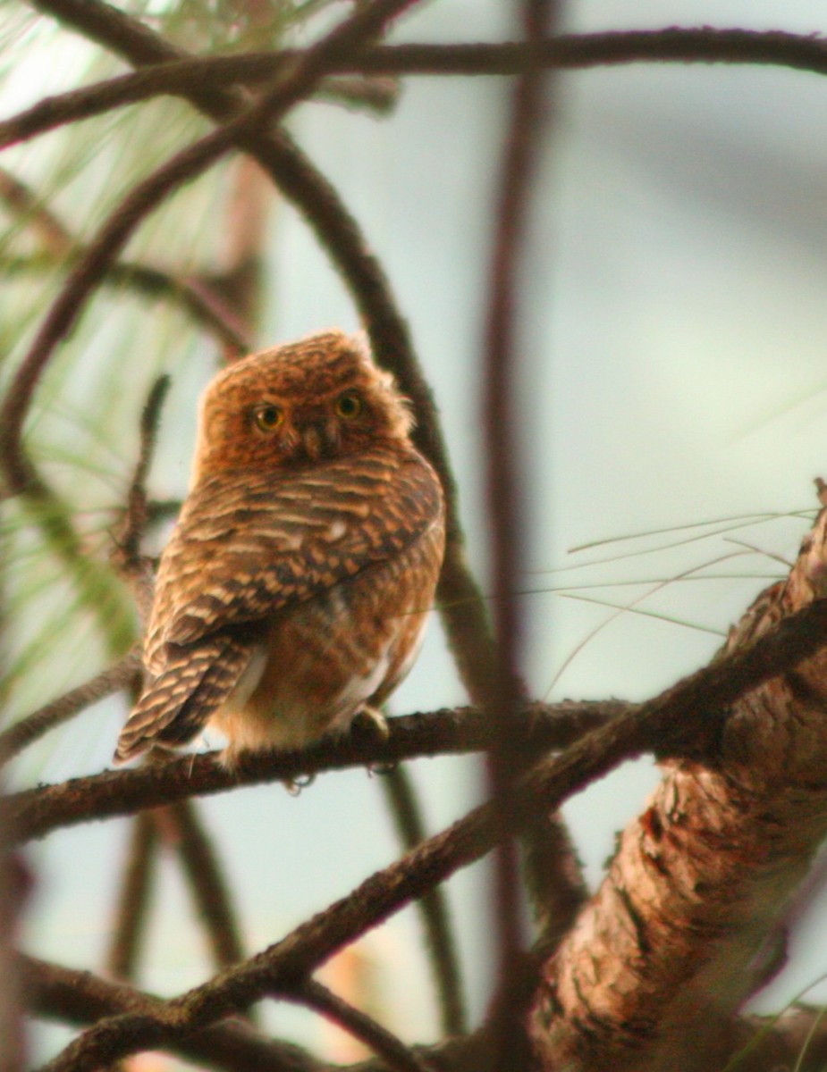 Collared Owlet - ML229927111