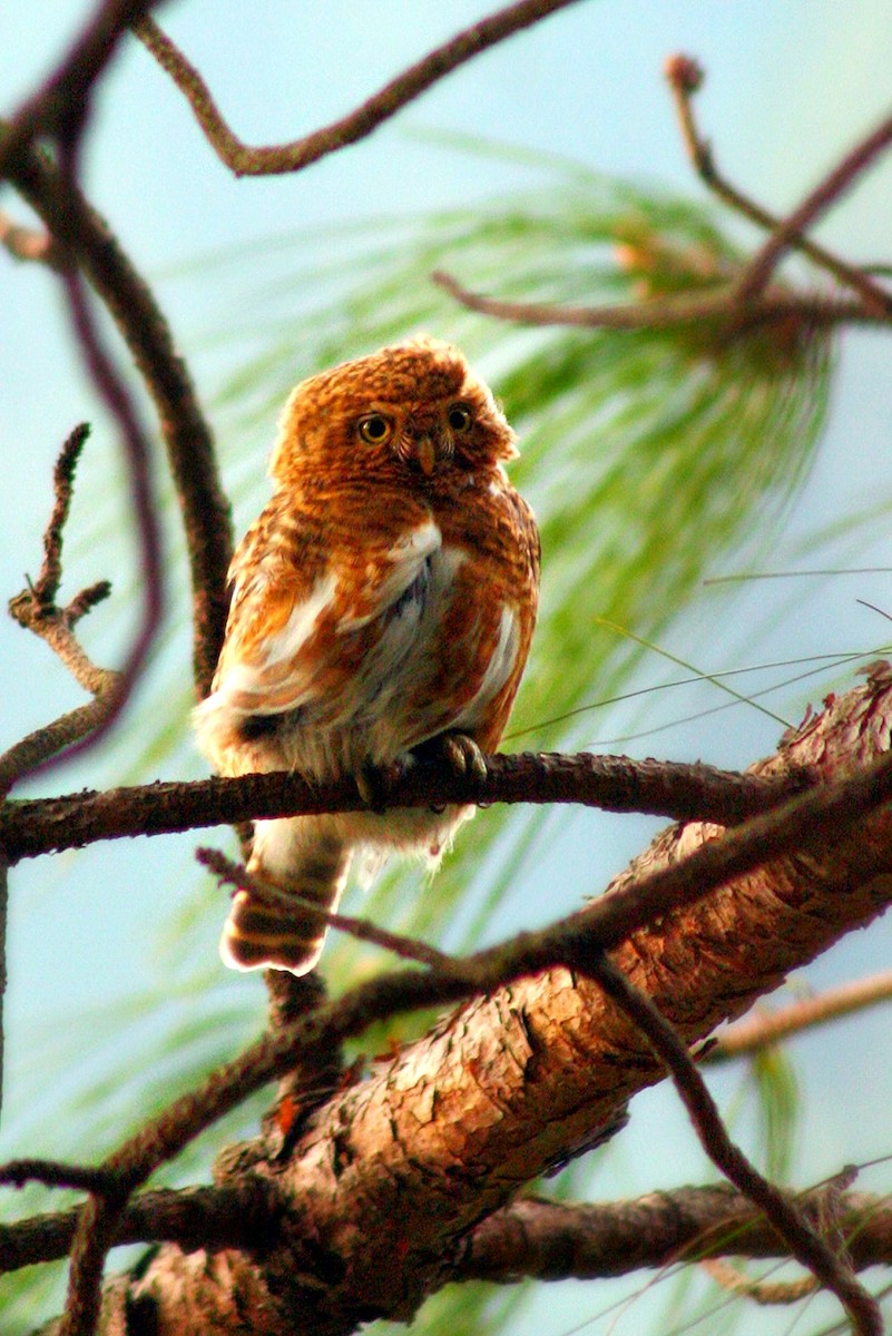 Collared Owlet - ML229927151