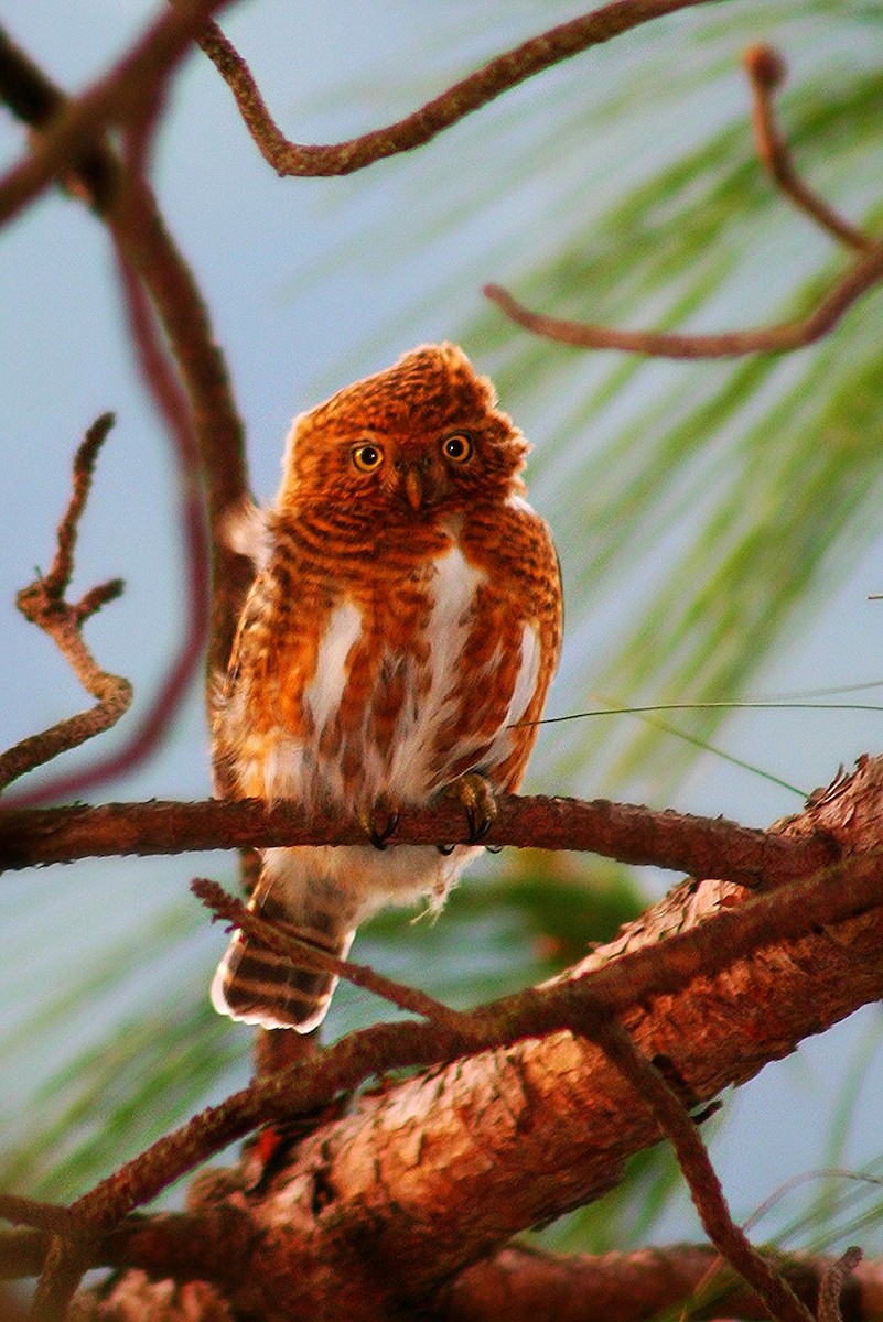 Collared Owlet - ML229927161
