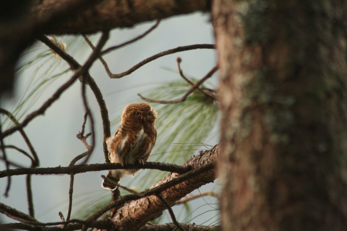 Collared Owlet - ML229927191