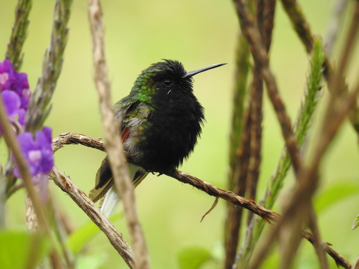 Black-bellied Hummingbird - ML229927251