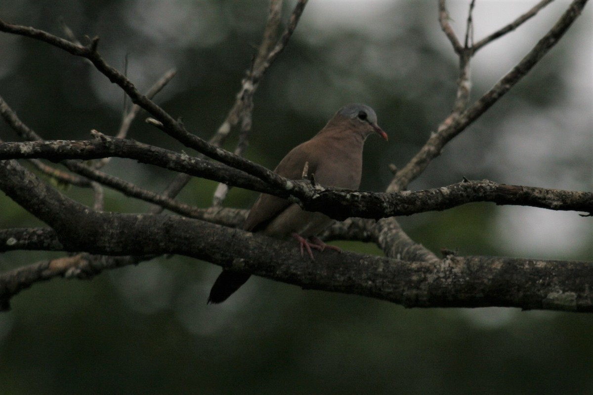 Blue-spotted Wood-Dove - ML229927601