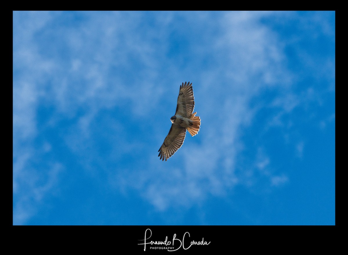 Red-tailed Hawk - ML229929401