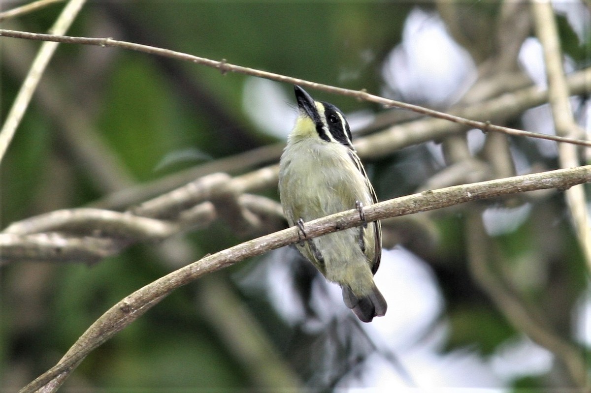 Yellow-throated Tinkerbird - ML229930391