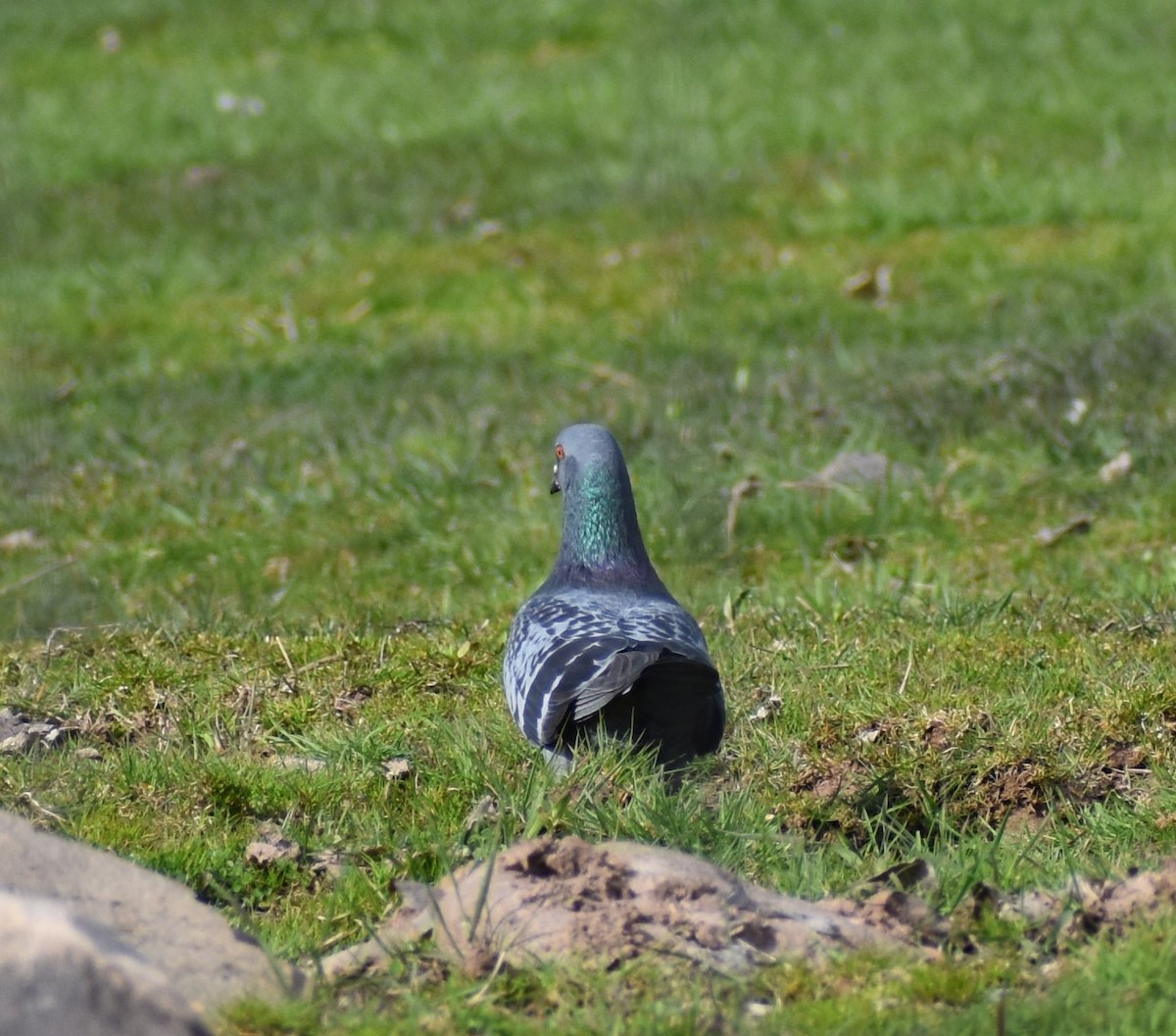 Rock Pigeon (Feral Pigeon) - Holly Hoitink