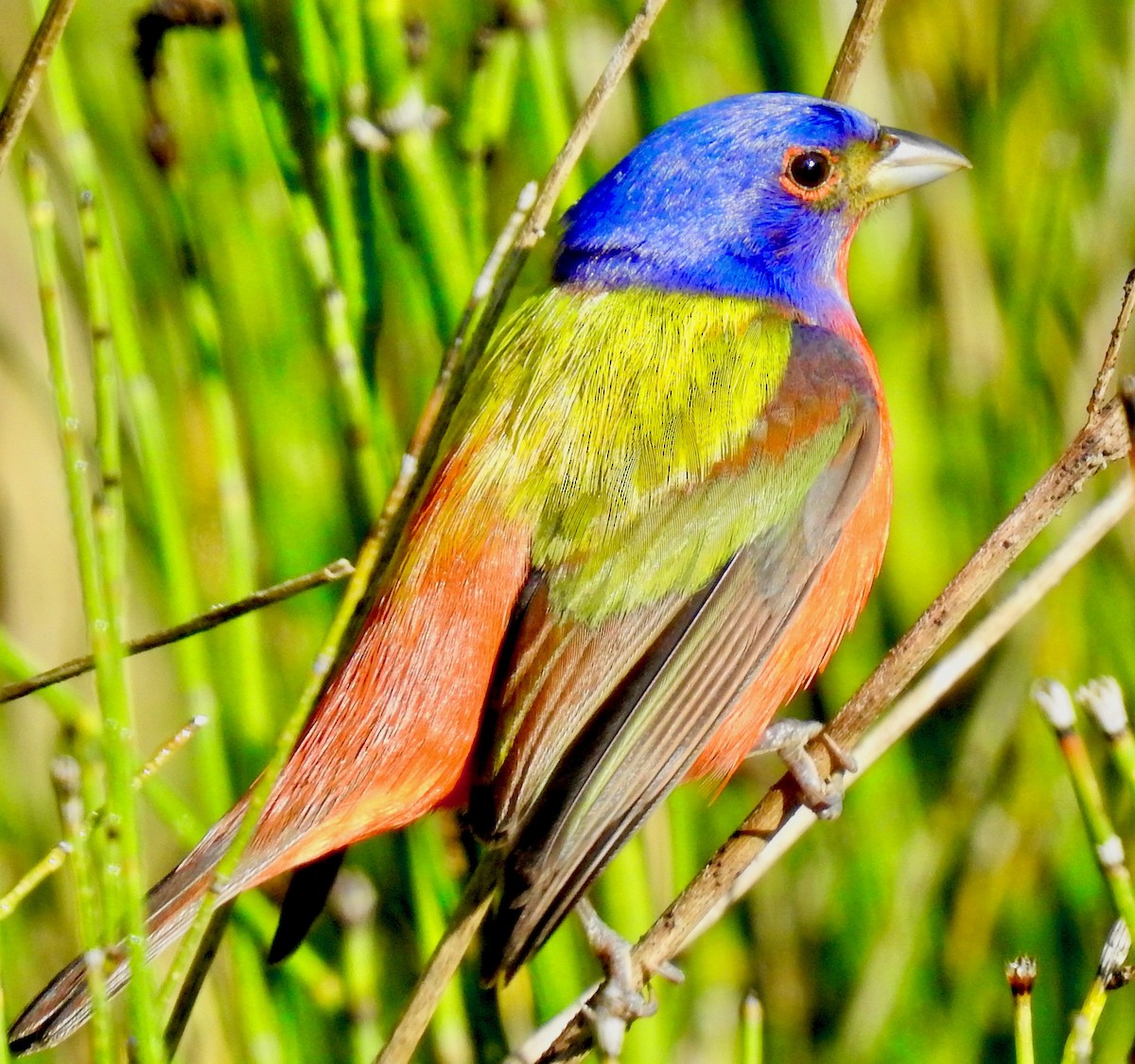 Painted Bunting - ML229934921