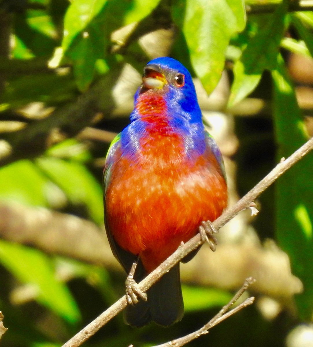 Painted Bunting - ML229934941