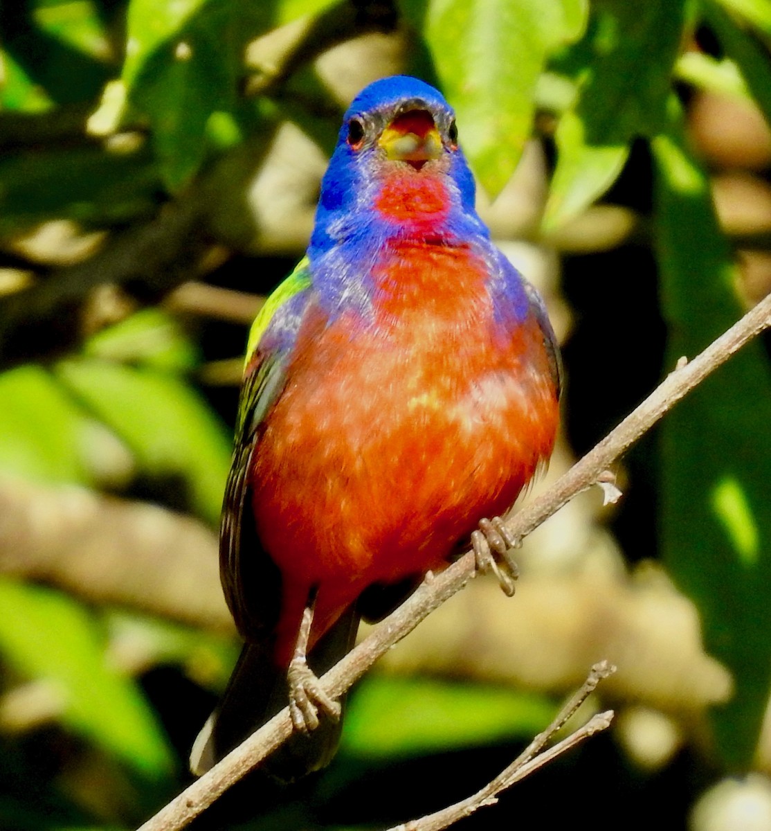 Painted Bunting - ML229934981