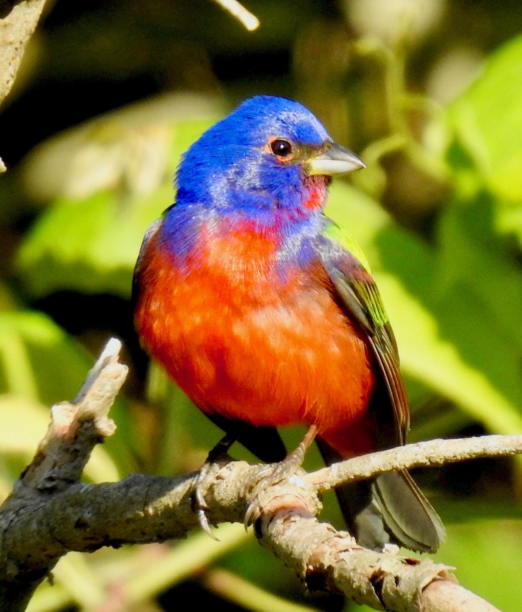 Painted Bunting - ML229935031