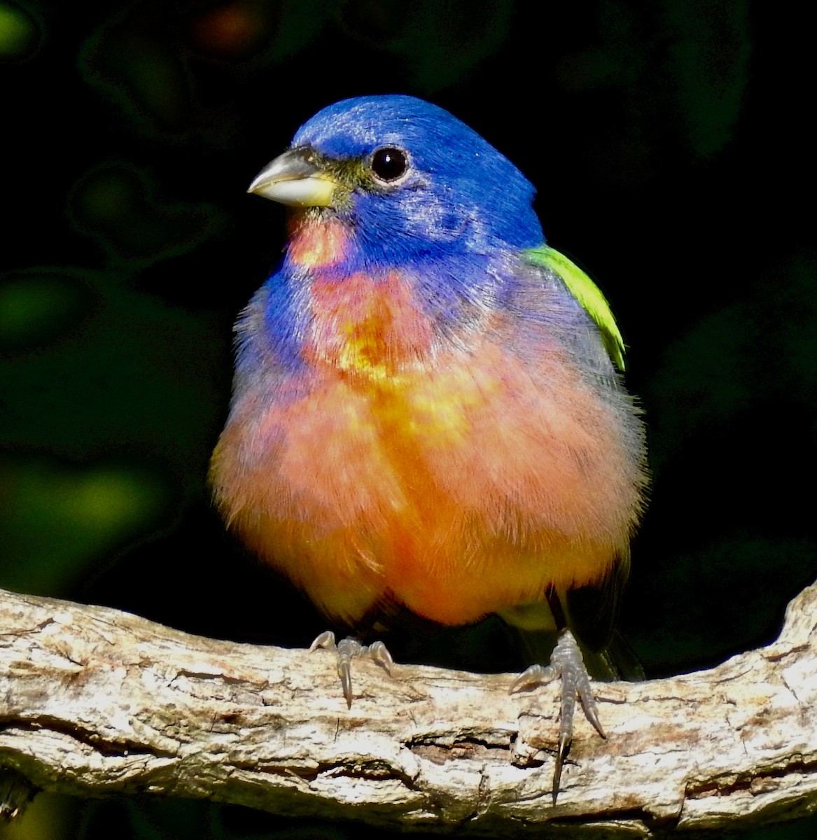 Painted Bunting - ML229935101