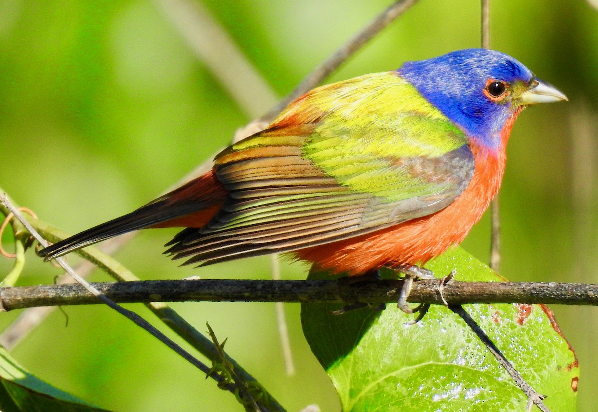 Painted Bunting - ML229935171
