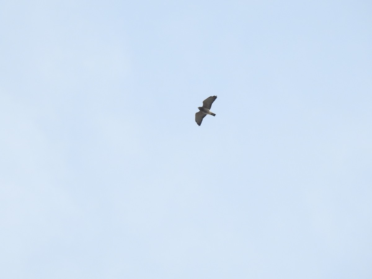 Broad-winged Hawk - ML229939611