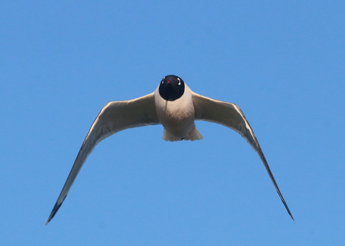Franklin's Gull - Pair of Wing-Nuts