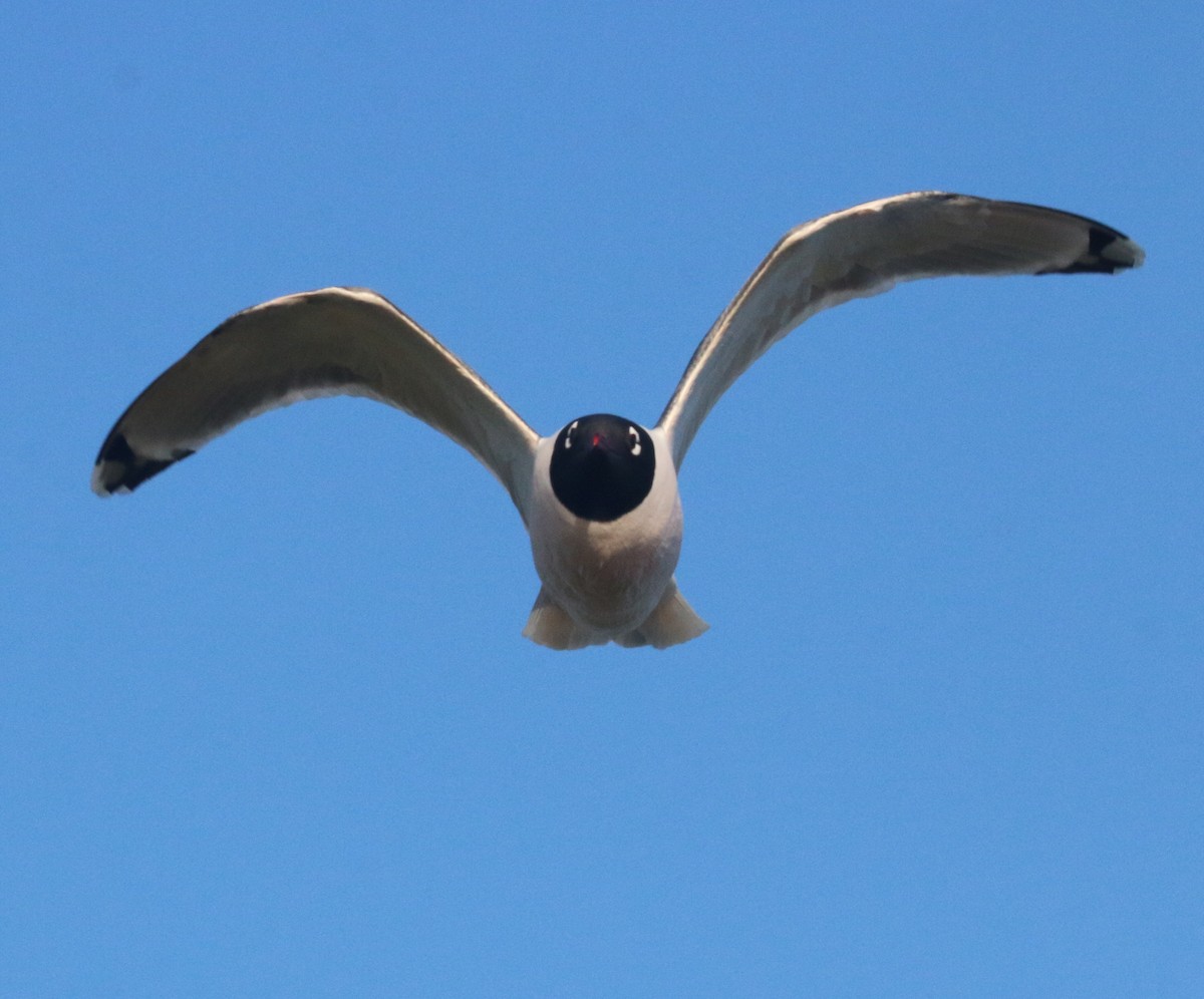 Franklin's Gull - Pair of Wing-Nuts