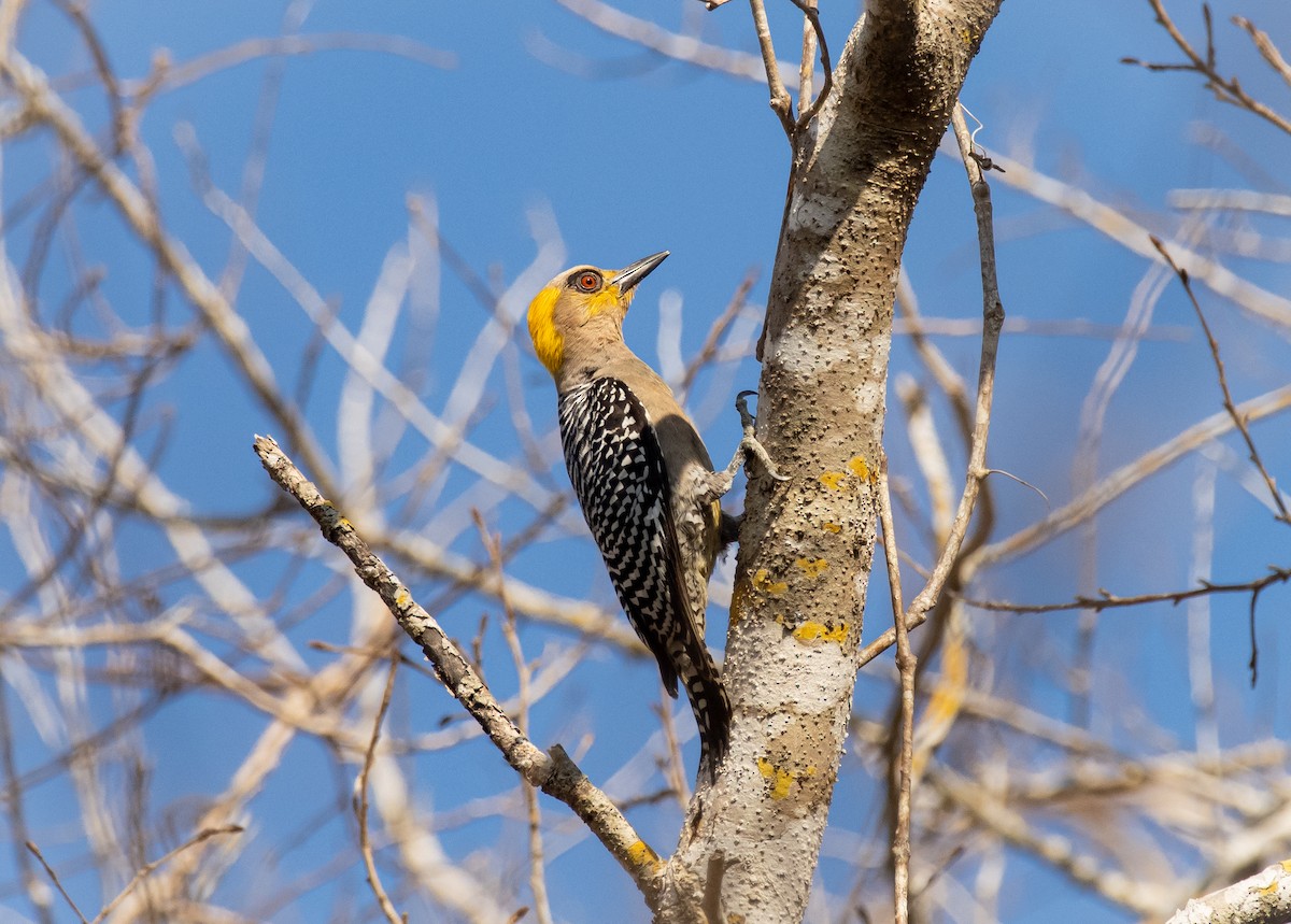 Golden-cheeked Woodpecker - ML229944281