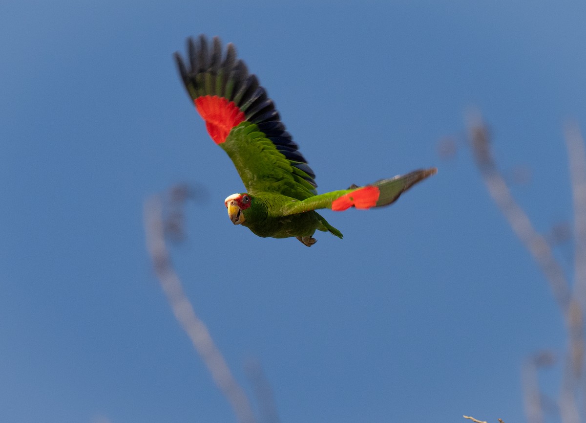 White-fronted Parrot - ML229944461