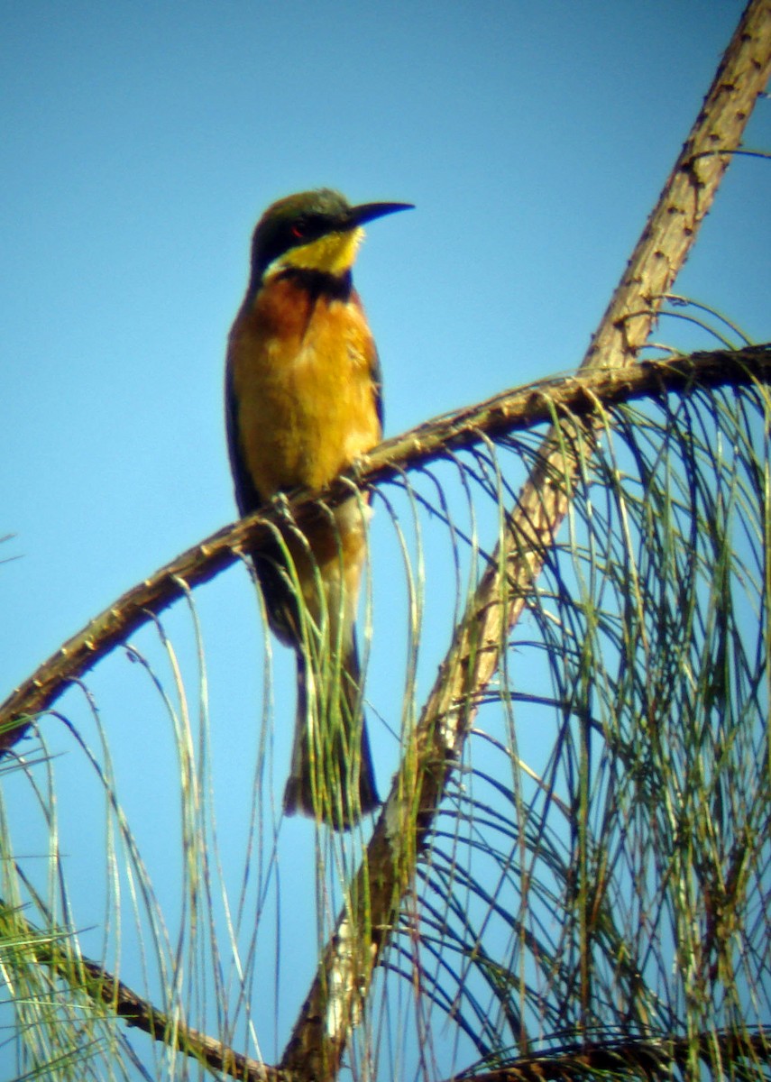 Cinnamon-chested Bee-eater - Louis Imbeau