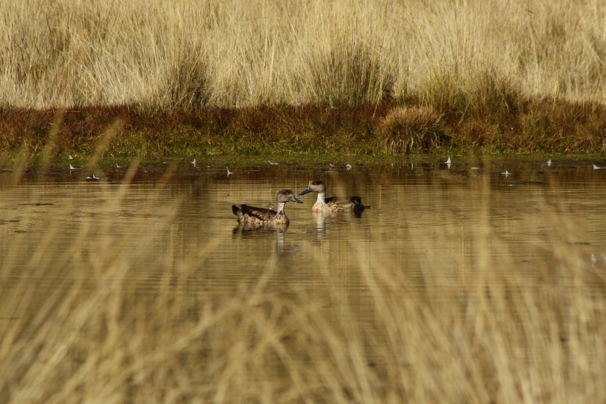 Crested Duck - ML229946861
